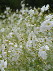 Load image into Gallery viewer, Gypsophila/Baby's Breath, 'Covent Garden' – photo 2
