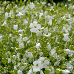 Load image into Gallery viewer, Saponaria, 'White Beauty' – photo 2
