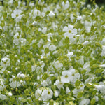 Load image into Gallery viewer, Saponaria, 'White Beauty'
