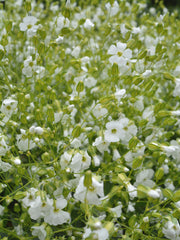 Load image into Gallery viewer, Saponaria, 'White Beauty'
