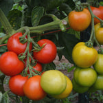 Load image into Gallery viewer, Tomato, 'Matina' – photo 3

