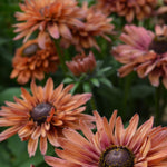 Load image into Gallery viewer, Rudbeckia, 'Sahara' – photo 2
