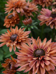 Load image into Gallery viewer, Rudbeckia, 'Sahara' – photo 2
