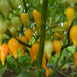 Load image into Gallery viewer, Hot Pepper, 'Biquinho Yellow' – photo 3
