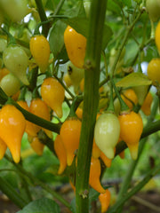 Load image into Gallery viewer, Hot Pepper, 'Biquinho Yellow' – photo 3
