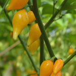 Load image into Gallery viewer, Hot Pepper, 'Biquinho Yellow'
