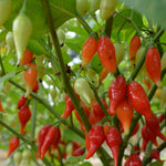 Load image into Gallery viewer, Hot Pepper, 'Biquinho Red'
