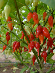 Load image into Gallery viewer, Hot Pepper, 'Biquinho Red'
