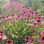 Load image into Gallery viewer, Echinacea (Purple Coneflower) – photo 2
