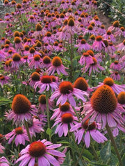 Load image into Gallery viewer, Echinacea (Purple Coneflower)
