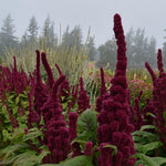 Load image into Gallery viewer, Amaranth, 'Elephant's Head'
