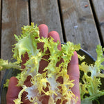 Load image into Gallery viewer, Curly Endive, 'Bellesque'
