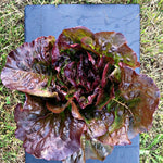 Load image into Gallery viewer, Lettuce, 'Eruption' – photo 2
