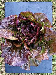Load image into Gallery viewer, Lettuce, 'Eruption' – photo 2
