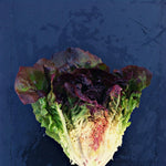 Load image into Gallery viewer, Lettuce, 'Eruption'
