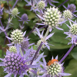 Load image into Gallery viewer, Eryngium, 'Blue Glitter' – photo 2
