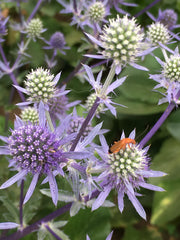 Load image into Gallery viewer, Eryngium, 'Blue Glitter' – photo 2
