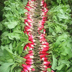 Load image into Gallery viewer, Radish, 'French Breakfast' – photo 2
