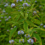 Load image into Gallery viewer, Trigonella, 'Blue Fenugreek' – photo 3
