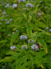 Load image into Gallery viewer, Trigonella, 'Blue Fenugreek' – photo 3
