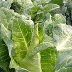 Load image into Gallery viewer, Cabbage, 'Filderkraut'

