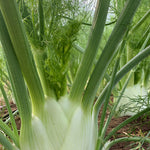 Load image into Gallery viewer, A fennel bulb growing in soil, with green stalks and feathery leaves.
