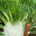 Load image into Gallery viewer, Fennel, 'Finale' – photo 2
