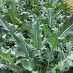 Load image into Gallery viewer, Broccoli, 'Broccolo Fiolaro di Creazzo' – photo 5
