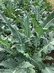 Load image into Gallery viewer, Broccoli, 'Broccolo Fiolaro di Creazzo' – photo 5
