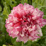 Load image into Gallery viewer, Poppy, Peony, 'Flemish Antique' – photo 2
