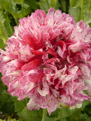 Load image into Gallery viewer, Poppy, Peony, 'Flemish Antique' – photo 2
