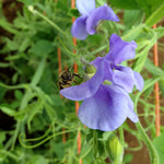 Load image into Gallery viewer, Sweet Pea, 'Flora Norton' – photo 2
