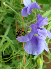 Load image into Gallery viewer, Sweet Pea, 'Flora Norton' – photo 2
