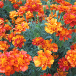 Load image into Gallery viewer, Marigold, 'French Brocade' – photo 2

