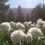 Load image into Gallery viewer, Poppy, Peony, 'Frilled White' – photo 2
