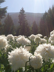 Load image into Gallery viewer, Poppy, Peony, 'Frilled White' – photo 2
