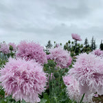 Load image into Gallery viewer, Poppy, Peony, 'Lilac Pompom' – photo 2
