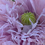 Load image into Gallery viewer, Close-up image of a pink poppy flower showing its frilly petals and seed pod in the center.
