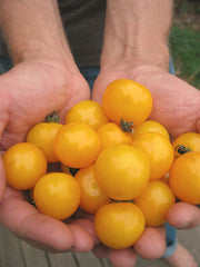 Load image into Gallery viewer, Tomato, 'Galina'
