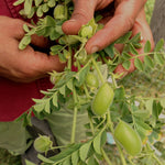 Load image into Gallery viewer, Garbanzo, 'Black Kabouli' – photo 3

