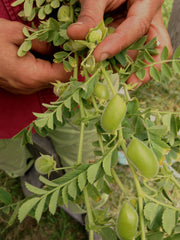 Load image into Gallery viewer, Garbanzo, 'Black Kabouli' – photo 3
