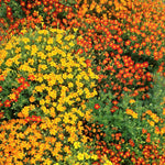 Load image into Gallery viewer, Marigold, 'Gems' – photo 3
