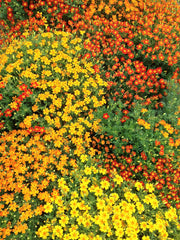 Load image into Gallery viewer, Marigold, 'Gems' – photo 3
