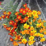 Load image into Gallery viewer, Marigold, 'Gems' – photo 2
