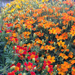 Load image into Gallery viewer, Marigold, 'Gems'
