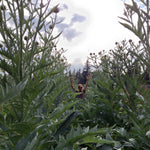 Load image into Gallery viewer, Cardoon, 'Gobbo di Nizza' – photo 5
