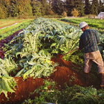 Load image into Gallery viewer, Cardoon, 'Gobbo di Nizza' – photo 4
