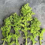 Load image into Gallery viewer, Asian Greens, 'Golden Frills' – photo 2
