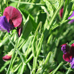 Load image into Gallery viewer, Snow Pea, 'Golden Sweet' – photo 3
