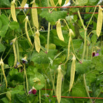 Load image into Gallery viewer, Snow Pea, 'Golden Sweet' – photo 2
